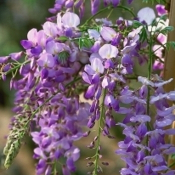 Wisteria floribunda 'Texas Purple' 
