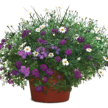 Argyranthemum frutescens Molimba® 'Helio White'