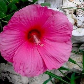 Hibiscus moscheutos 'Carafe Grenache' 