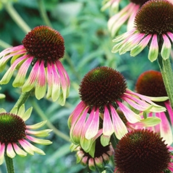 Echinacea purpurea 'Green Envy' 