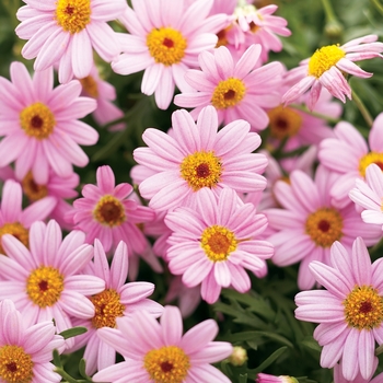 Argyranthemum frutescens 'Helio Pink'