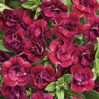 Calibrachoa Superbells® 'Double Plum'