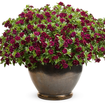 Calibrachoa 'Double Plum' PPAF