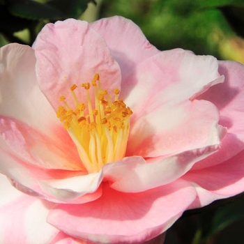 Camellia sasanqua 'Shibori Egao' 
