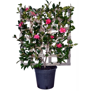 Camellia sasanqua 'Hiryu Espalier' 