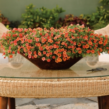 Calibrachoa 'Dreamsicle®' PP19492