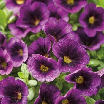 Calibrachoa Superbells® 'Grape Punch™'