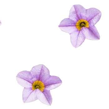 Calibrachoa Superbells® 'Miss Lilac'