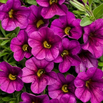 Calibrachoa Superbells® 'Plum'