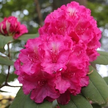 Rhododendron 'Hot Dawn' 