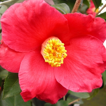 Camellia japonica 'Spring's Promise' 