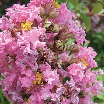 Lagerstroemia indica 'Pink Ruffles' 