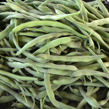 Phaseolus vulgaris '' (072692)
