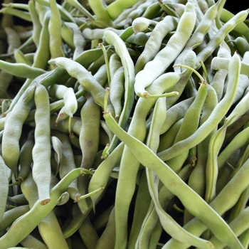 Phaseolus vulgaris