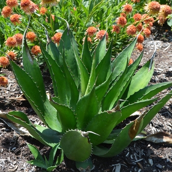 Agave salmiana var. ferox 