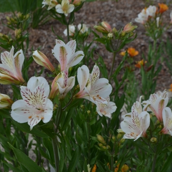 Alstroemeria 'Casablanca' 