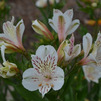 Alstroemeria 'Casablanca'