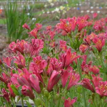 Alstroemeria 'Patricia Lynn'