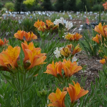 Alstroemeria 'The Third Harmonic'