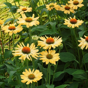 Echinacea Prairie Pillars™ 'Aloha'