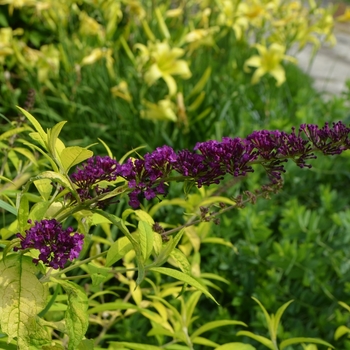 Buddleia davidii 'Evil Ways' 