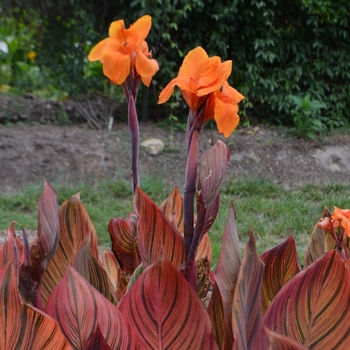 Canna x generalis 'Phaison' 