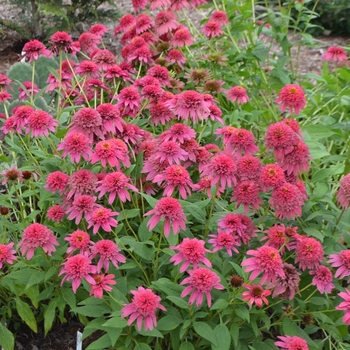 Echinacea purpurea 'Raspberry Truffle' PPAF 13,894