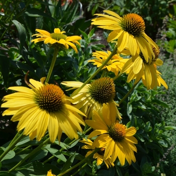 Echinacea Prairie Pillars™ 'Leilani'