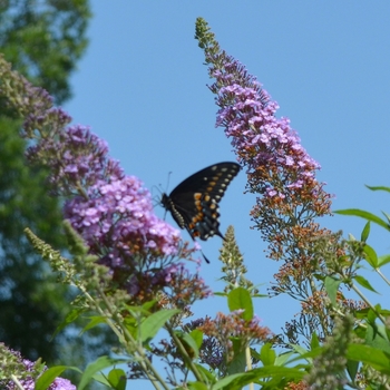 Buddleia davidii 'Butterfly Heaven' 