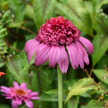 Echinacea 'Gum Drop'