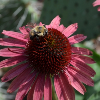 Echinacea Prairie Pillars™ 'Hot Lava' (072815)