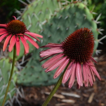 Echinacea Prairie Pillars™ 'Hot Lava' (072816)