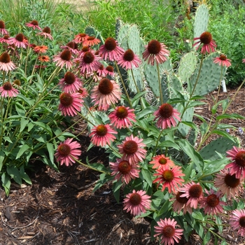 Echinacea Prairie Pillars™ 'Hot Lava' (072818)
