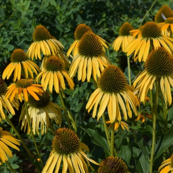 Echinacea Bird™ 'Sunbird'