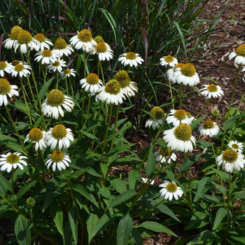 Echinacea Secret™ 'Secret Pride'