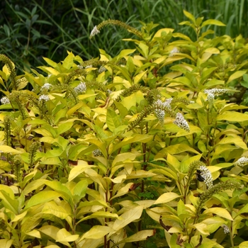 Lysimachia clethroides 'OJ Gold Form' 