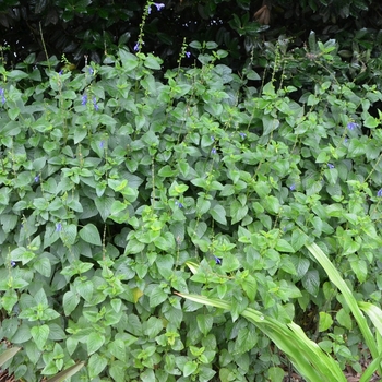 Salvia guaranitica 'Brazil'