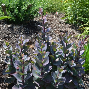 Sedum 'Blue Pearl' 