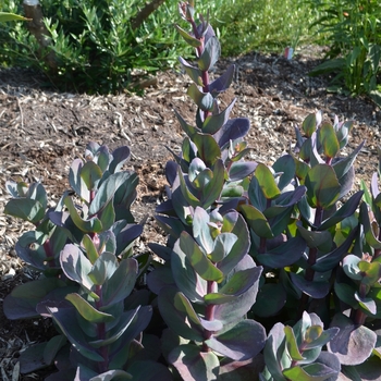 Sedum SunSparkler® 'Blue Pearl'