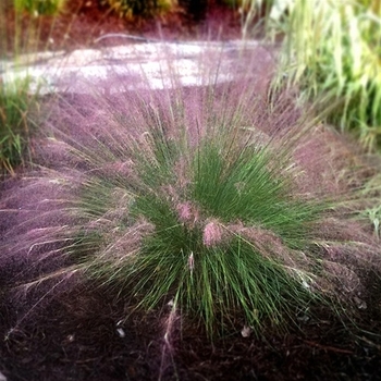 Muhlenbergia capillaris 'Fast Forward' 