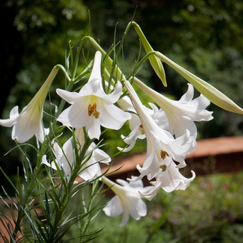 Lilium formosanum