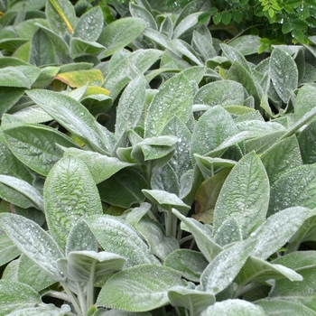 Stachys byzantina 'Helene von Stein' 