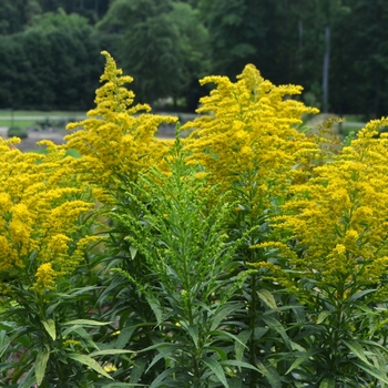 Solidago 'Golden Baby'