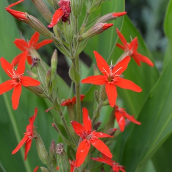 Silene regia 'Prairie Fire'