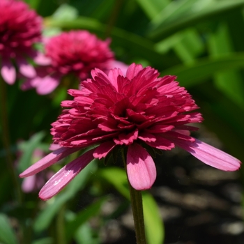 Echinacea 'Southern Belle' 