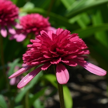 Echinacea 'Southern Belle'