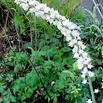 Actaea matsumurae 'White Pearl' 