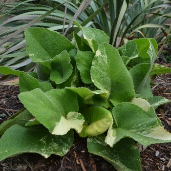 Phlomis russeliana 'Mosaic' 