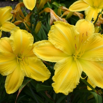 Hemerocallis 'Golden Morning' 