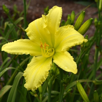 Hemerocallis 'Flourish of Trumpets' 